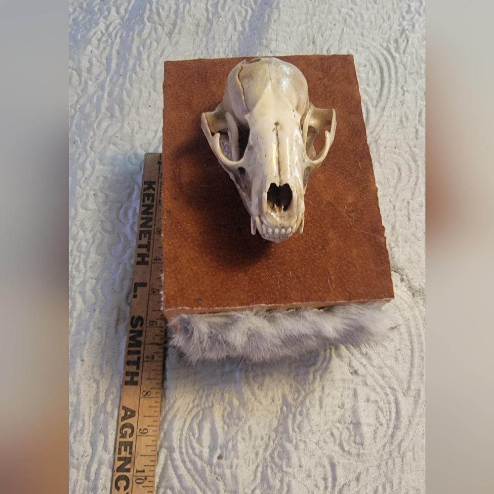 Rust Suede Display Block with Gray Faux Fur Accent and Bone Skull